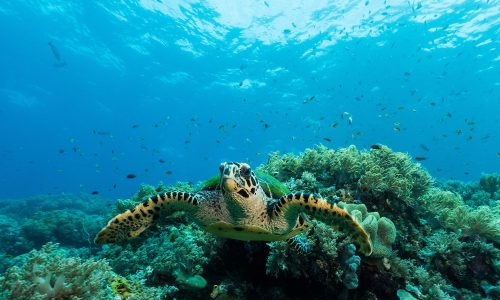 loggerhead sea turtle swimming over a coral reef with sun rays